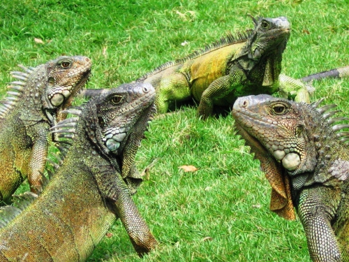 parque de las iguanas 3