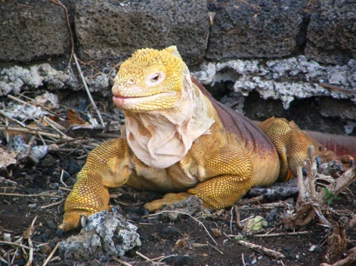 iguana terrestre
